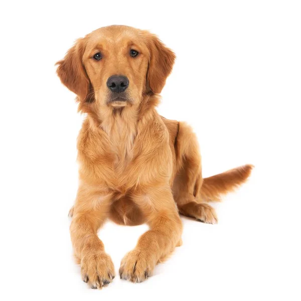 Primer Plano Lindo Cachorro Recuperador Oro Sentado Aislado Sobre Fondo —  Fotos de Stock