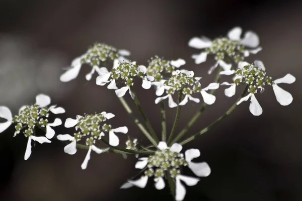 Eine Nahaufnahme Von Scandix Verna Blume — Stockfoto