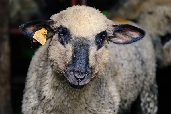 Eine Selektive Fokusaufnahme Eines Schönen Schafes Auf Dem Hof — Stockfoto