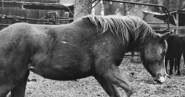 Graustufenaufnahme Eines Schönen Pferdes Auf Der Weide — Stockfoto