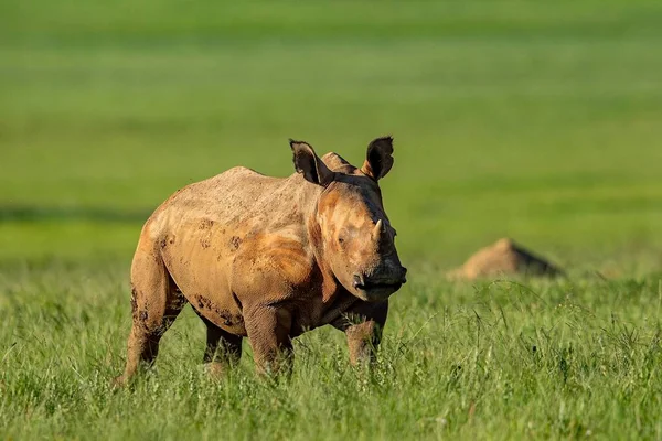 Hipnotyzujący Strzał Nosorożca Trawiastym Polu — Zdjęcie stockowe