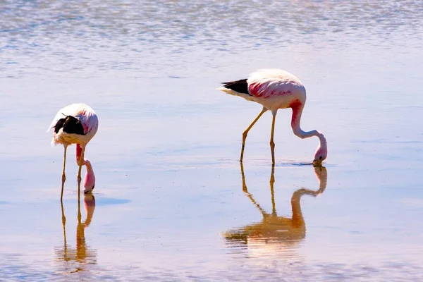 Beau Gros Plan Flamants Roses Buvant Une Eau — Photo