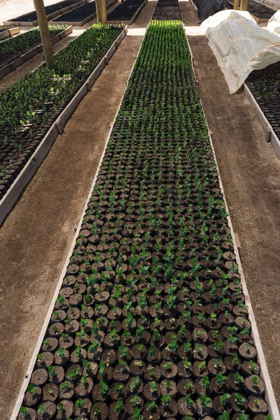 在绿地的黑色塑料袋中的植物的垂直图片 — 图库照片