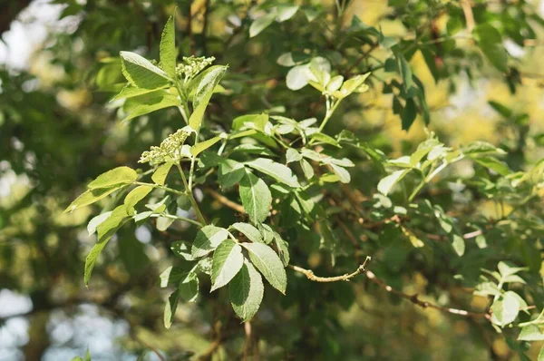 Gros Plan Feuilles Arbres Verts Dans Jardin — Photo