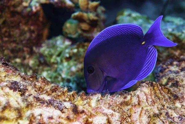 Крупним Планом Красива Блакитна Риба Тангу Океані — стокове фото