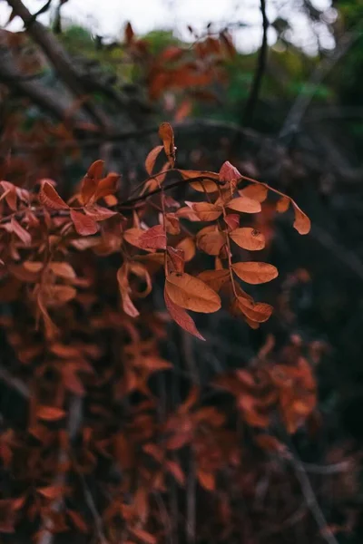 Крупный План Красных Осенних Листьев Ветвях Дерева — стоковое фото