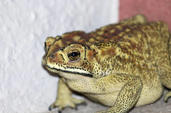 Closeup Shot Asian Common Toad Corner Room Lights Wildlife Concept — Stock Photo, Image