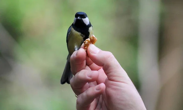 鳥は男の手から食べる — ストック写真