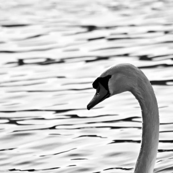 Tiro Tons Cinza Cisne Gracioso Nadando Lago — Fotografia de Stock
