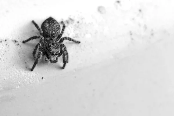Graustufenaufnahme Eines Kleinen Dendryphantes Einer Wand Unter Den Lichtern — Stockfoto
