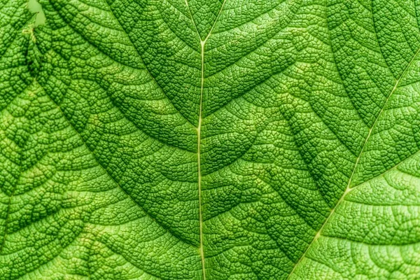 大きな緑の葉のテクスチャのクローズアップショット — ストック写真