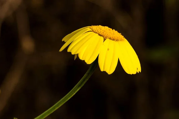 Coroa Margarida Glebionis Coronaria Pétalas Flores Caem Noite Tornando Ereto — Fotografia de Stock