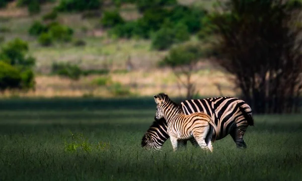 Bir Zebra Çocuğu Gün Işığında Yeşillikle Kaplı Bir Tarlada — Stok fotoğraf