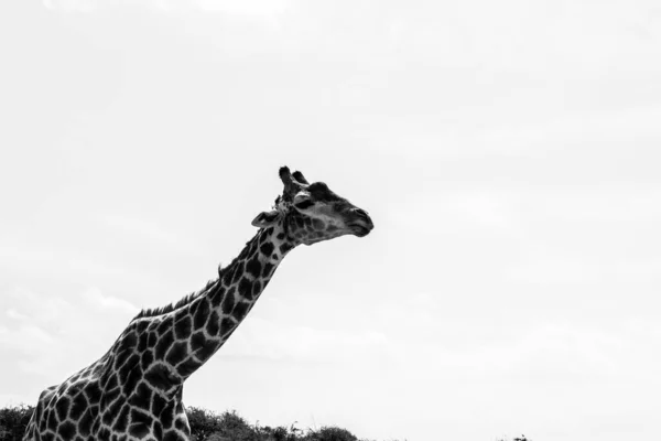 Серая Шкала Красивого Жирафа Смотрящего Вдаль — стоковое фото