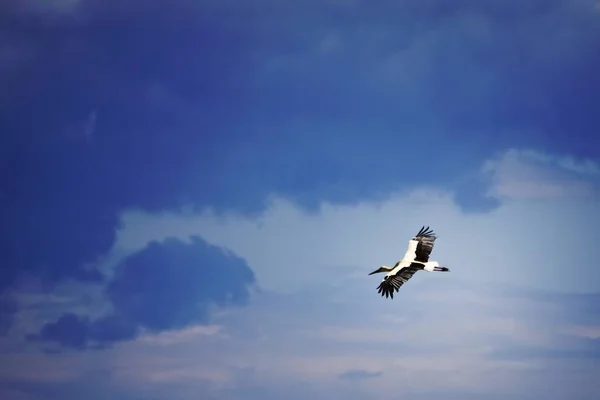 Low Angle Shot White Stork Flight Scenic Cloudy Sky — Stock Photo, Image
