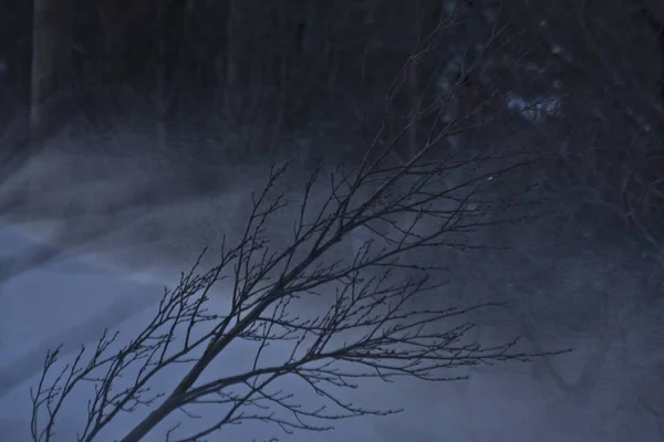 Tiro Close Dos Galhos Árvore Nua Com Neve Tempestuosa Fundo — Fotografia de Stock