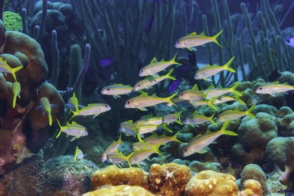 Una Escuela Peces Cabra Nadando Juntos Través Paisaje Marino — Foto de Stock