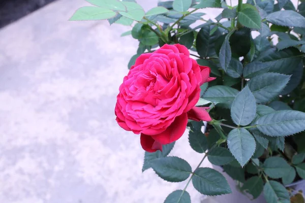 Primer Plano Una Rosa Roja Rodeada Vegetación Campo Bajo Luz —  Fotos de Stock