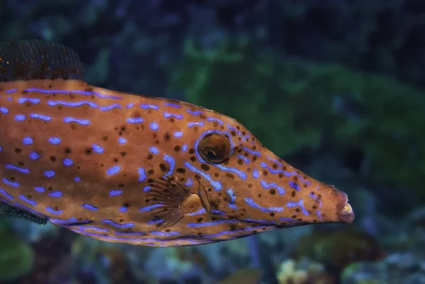 Primo Piano Pesce Lima Scarabocchiato Rossastro — Foto Stock