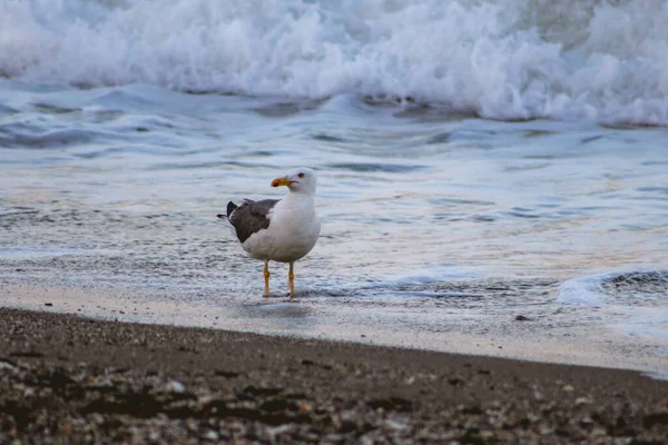 Fiskmåsen Havets Strand — Stockfoto