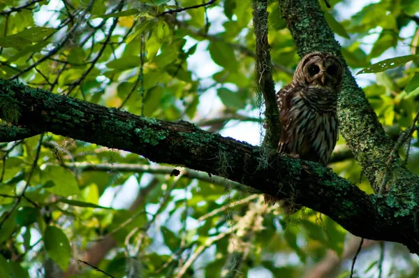 Close Image Barred Owl Perched Branch South Carolina Swamp Spanish — Stock Photo, Image