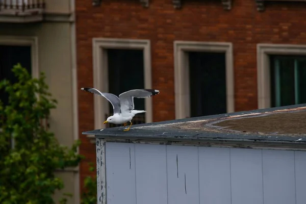 Selective Focus Shot Seagull Perched Roof — Stock Photo, Image