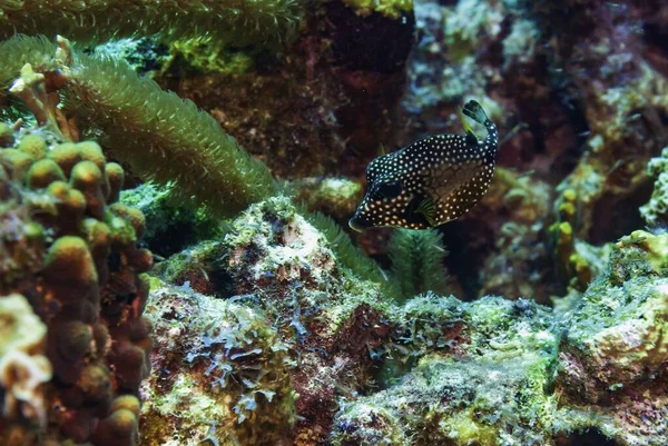 Μια Όμορφη Στίγματα Trunkfish Ψάχνει Για Φαγητό — Φωτογραφία Αρχείου