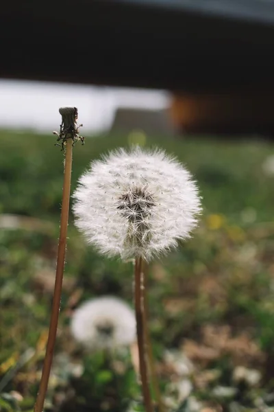 Parktaki Karahindiba Çiçeği — Stok fotoğraf