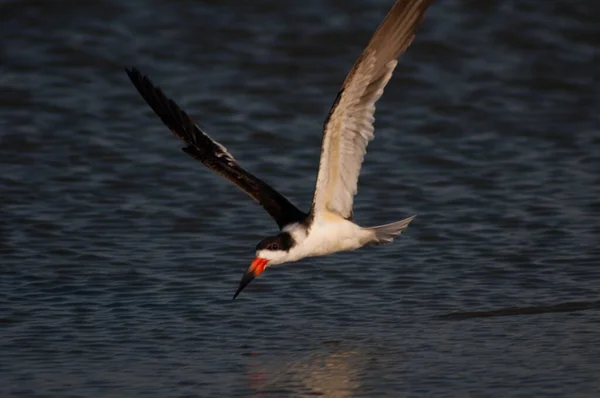 Close Black Skimmer Flight Water South Carolina Beach — Stock Photo, Image