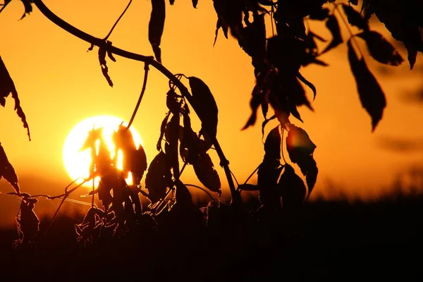 Atardecer Arroja Naturaleza — Foto de Stock