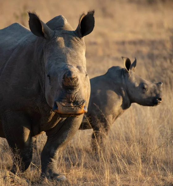 Rinoceronte Com Seu Filho Campo Coberto Pela Grama Seca Sob — Fotografia de Stock