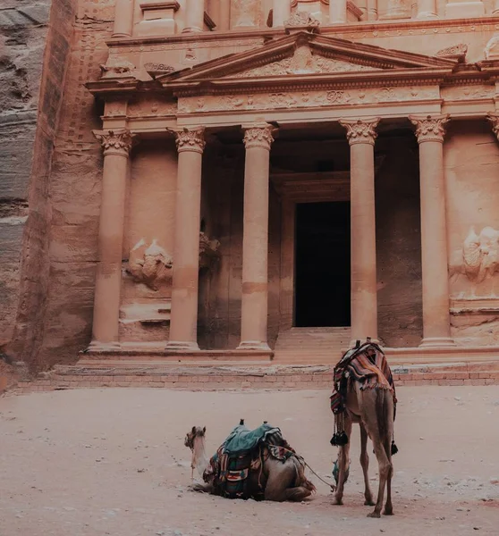 Die Kamele Vor Dem Historischen Petra Wadi Jordanien — Stockfoto