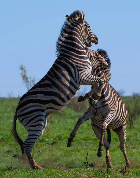 Két Zebra Harcol Egy Zöldellő Mezőn Nappal Napfény Alatt — Stock Fotó