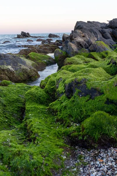 海岸の苔で覆われた岩の垂直ショット — ストック写真