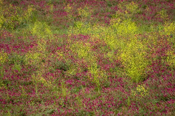 Eine Faszinierende Aufnahme Der Schönen Rosa Wildblumen Die Auf Dem — Stockfoto