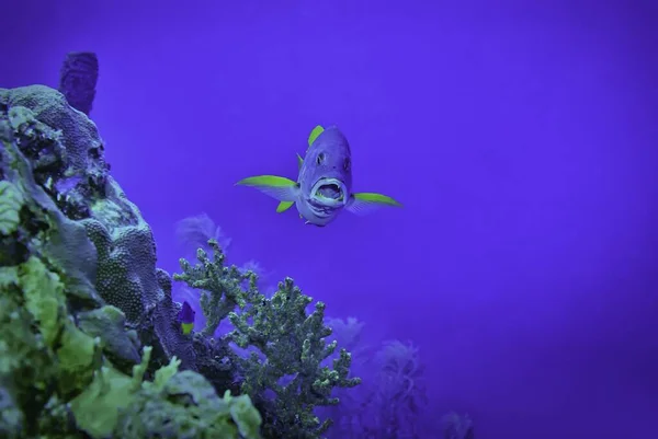 Een Close Shot Van Een Snapper Vis Vertonende Tanden — Stockfoto