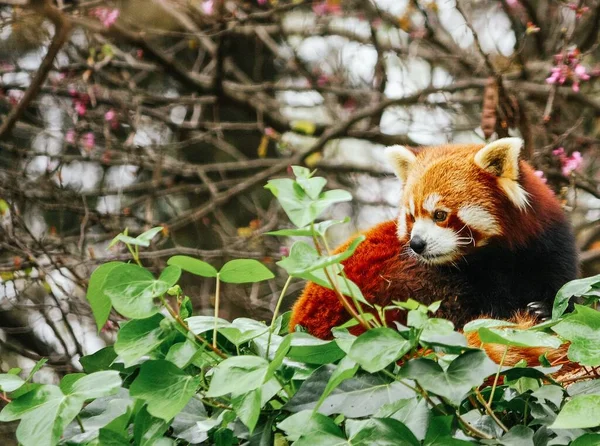 A cute red panda sitting on a tree observing the surroundings