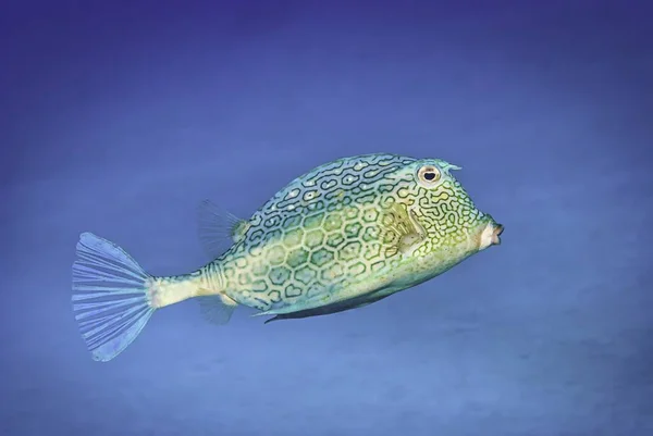 Eine Nahaufnahme Eines Schönen Wabenkuhfisches Der Blauen Gewässern Schwimmt — Stockfoto