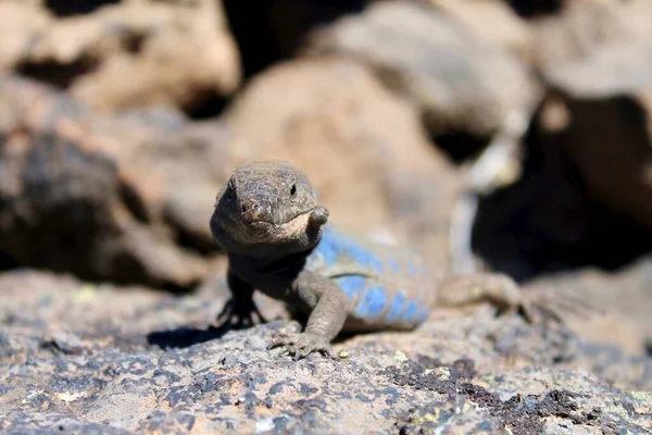 Reptielen Poseren Zon — Stockfoto