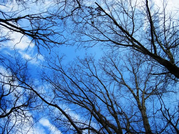 Niski Kąt Ujęcia Gołych Drzew Lesie Niebieskim Niebem Tle — Zdjęcie stockowe