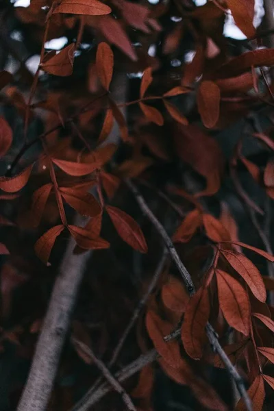 Tiro Close Das Folhas Vermelhas Outono Nos Ramos Uma Árvore — Fotografia de Stock