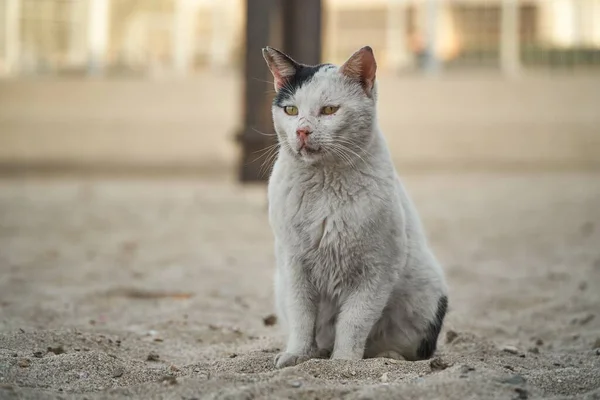 Una Toma Selectiva Enfoque Gato Blanco Calle Con Una Oreja — Foto de Stock