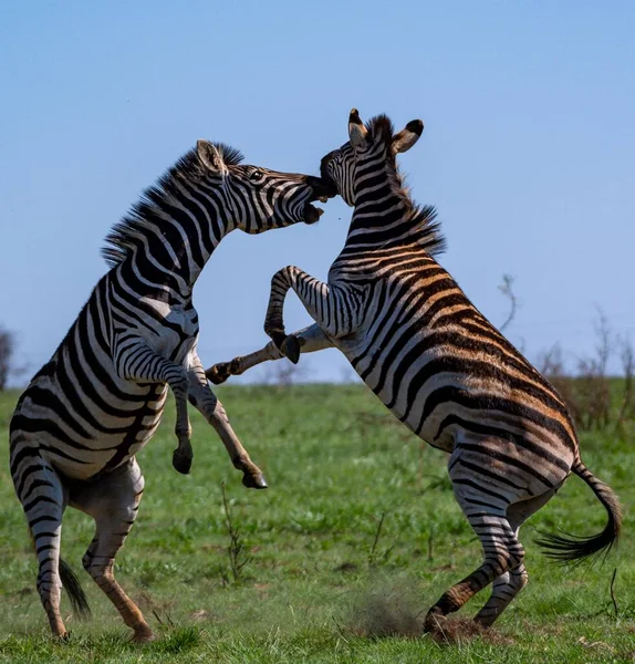 Due Zebre Che Combattono Campo Coperto Verde Sotto Luce Del — Foto Stock