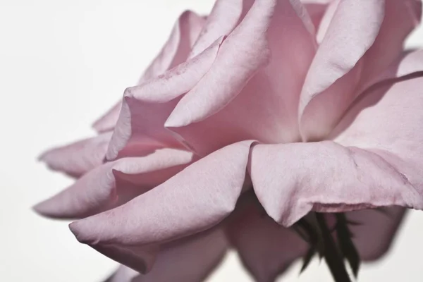 배경에 분리되어 아래서 분홍색 장미가 감싸여 — 스톡 사진