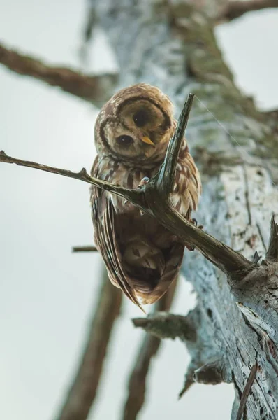 Close Imagem Barred Coruja Empoleirado Filial Carolina Sul Pântano Musgo — Fotografia de Stock