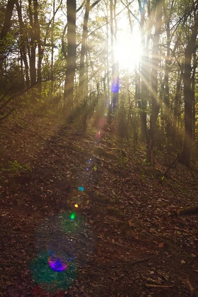 Soleil Rayonnant Travers Les Arbres Dans Une Forêt Coucher Soleil — Photo
