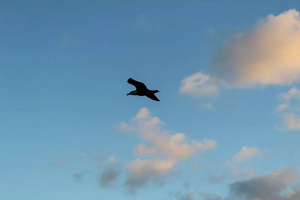 Eine Flache Aufnahme Einer Möwe Die Auf Einem Wolkenverhangenen Himmel — Stockfoto