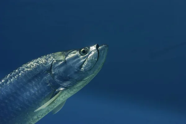 Close Uma Cabeça Tarpon Fundo Azul — Fotografia de Stock