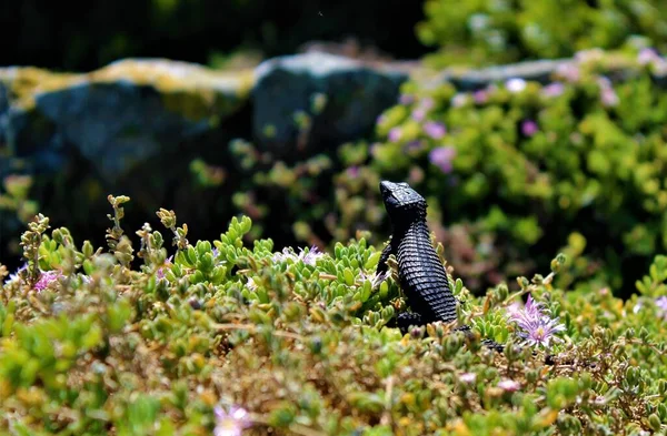 Gün Işığında Çiçek Çimlerle Kaplı Bir Tarlada Bir Cordylus Nijer — Stok fotoğraf