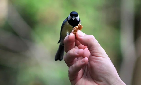鳥は男の手から食べる — ストック写真